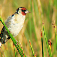 Turismo ornitológico: desarrollo local y conservación