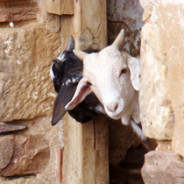 Paisaje turístico y ganadería ecológica