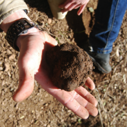 Trufoturismo, la caza de la trufa