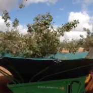 Visita a finca de pistachos ecológicos