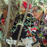Curso de Poda de Olivar y Cuaderno de Campo en Povedilla y Alcaraz