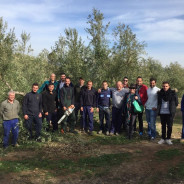 Cursos de Poda de Olivar organizados por Tierra Verde