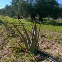 Una propuesta diferente «Olivar de Aloe» en Martos (Jaén)