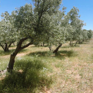La Asociación Tierra Verde, pionera en la recuperación de las cubiertas vegetales